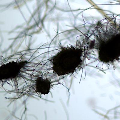 pseudofossils